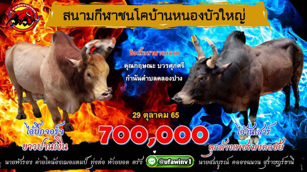โปรแกรมวันชนประจำวันที่ 29 ตุลาคม 2565 ณ.สนามกีฬาชนโคบ้านบัวใหญ่