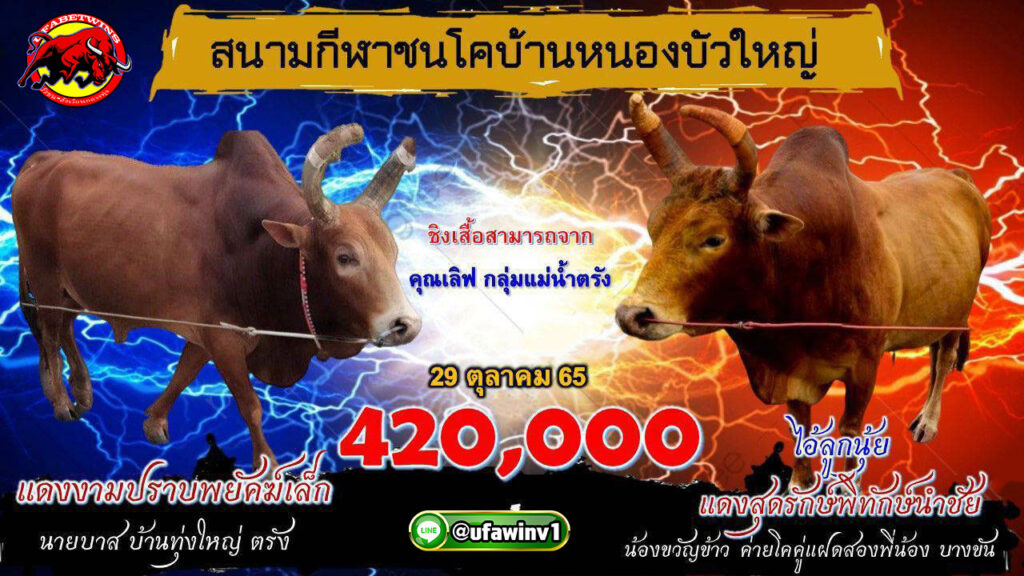 โปรแกรมวันชนประจำวันที่ 29 ตุลาคม 2565 ณ.สนามกีฬาชนโคบ้านบัวใหญ่