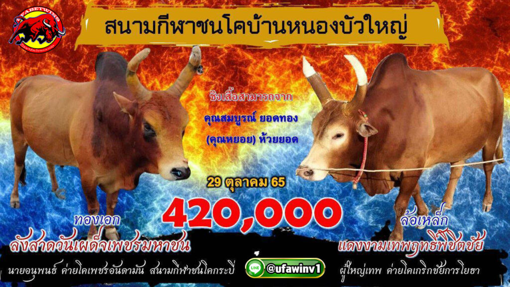 โปรแกรมวันชนประจำวันที่ 29 ตุลาคม 2565 ณ.สนามกีฬาชนโคบ้านบัวใหญ่