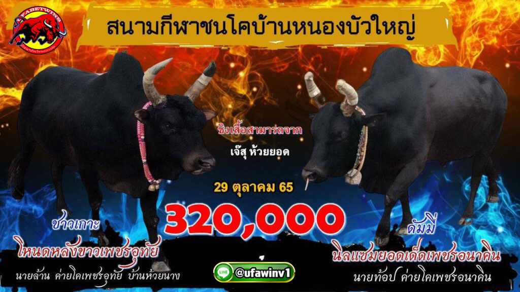 โปรแกรมวันชนประจำวันที่ 29 ตุลาคม 2565 ณ.สนามกีฬาชนโคบ้านบัวใหญ่